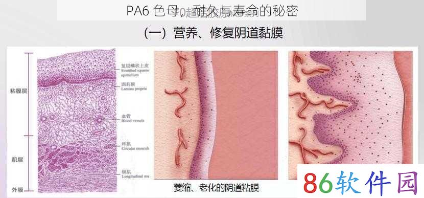 PA6 色母，耐久与寿命的秘密