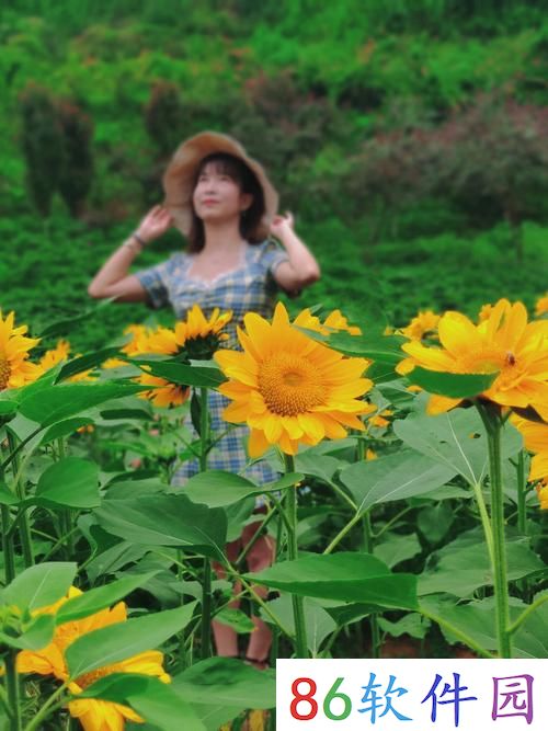 心之月花圃探秘：揭秘神秘花田的秘密